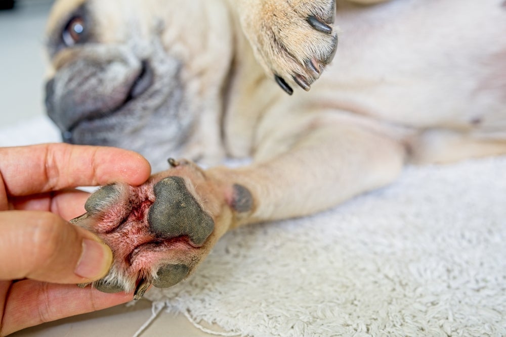 A pododermatite em cães é caracterizada pela vermelhidão entre os dedinhos do animal