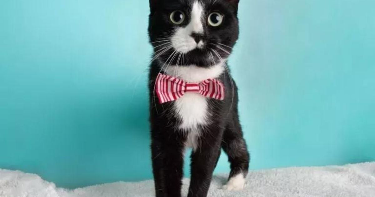 Entenda por que os gatos afofam cobertores, almofadas, pessoas e outros bichinhos