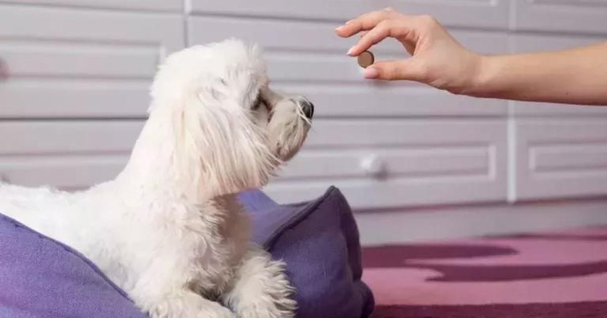 O remédio de verme para cachorro deve ser oferecido em um intervalo de 3 a 6 meses quando o animal é adulto