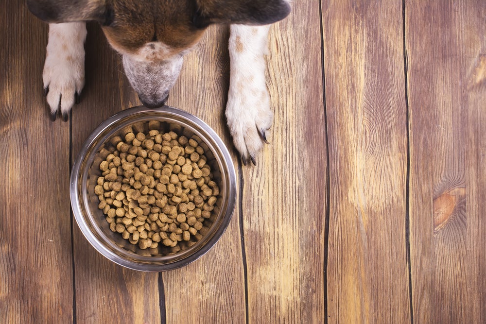 A ração para cachorro deve considerar a espécie, idade e porte do animal