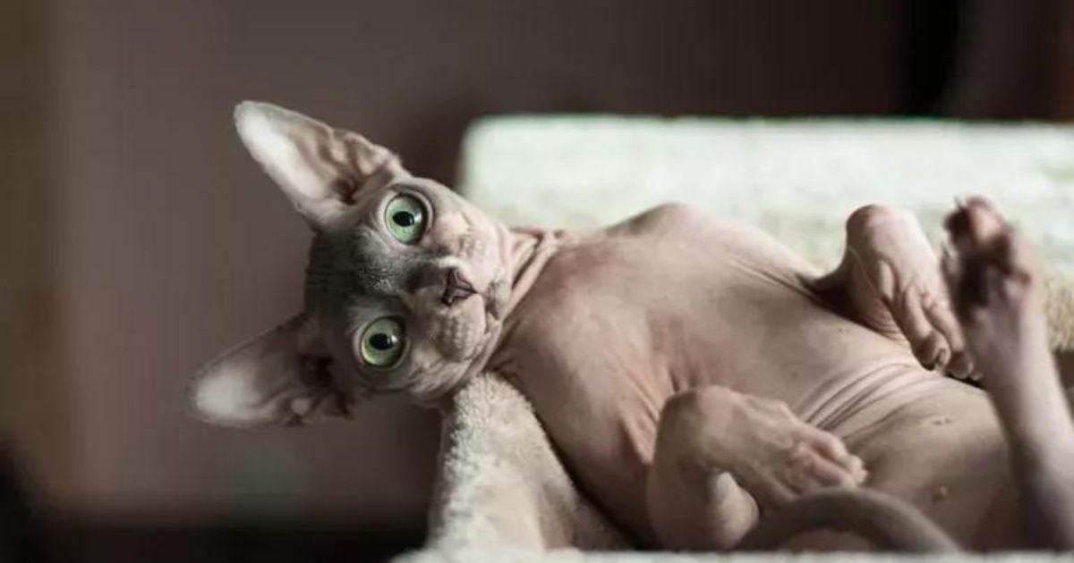 Sabia que o Sphynx é um gato sem pelo que, na verdade, possui uma leve penugem? Confira essa e outras curiosidades!