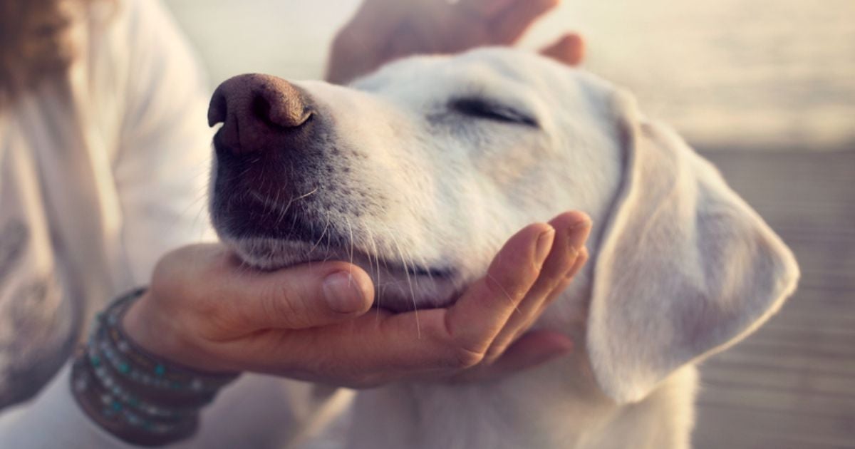 A temperatura normal de cachorro é mais elevada, o que pode causar certa confusão