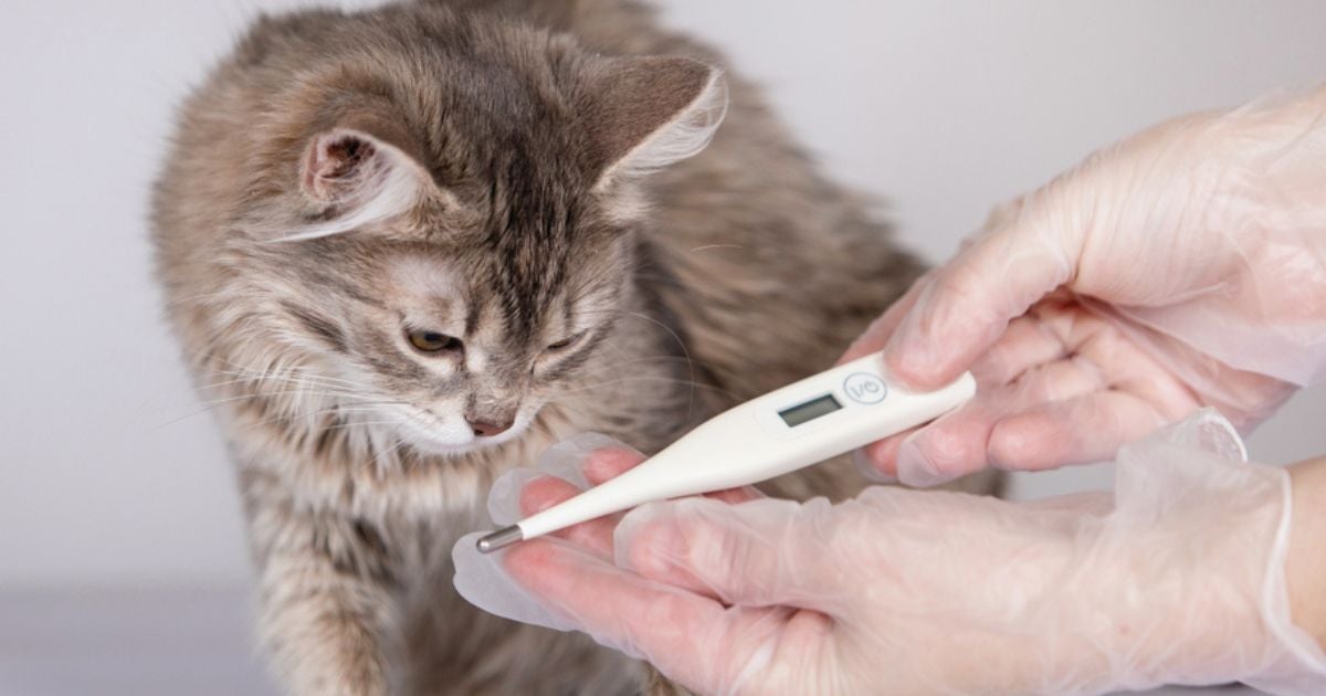 A temperatura normal de gato é, naturalmente, maior do que a dos humanos