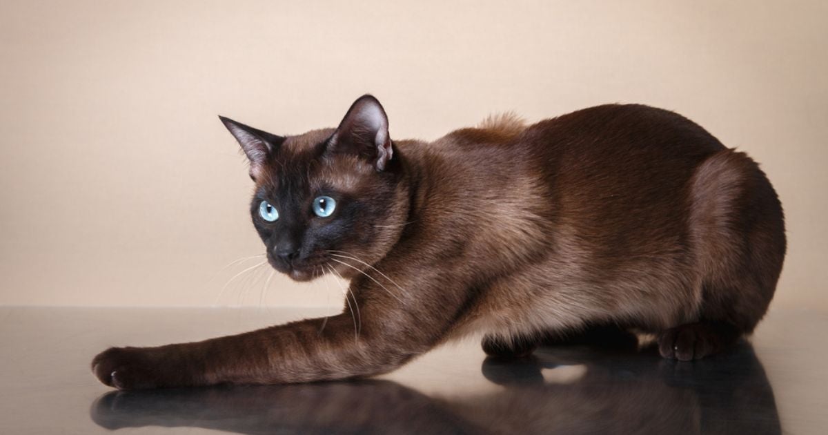 Tonquinês: descubra as principais características do Tonks, o gato com pelagem degradê (com infográfico)
