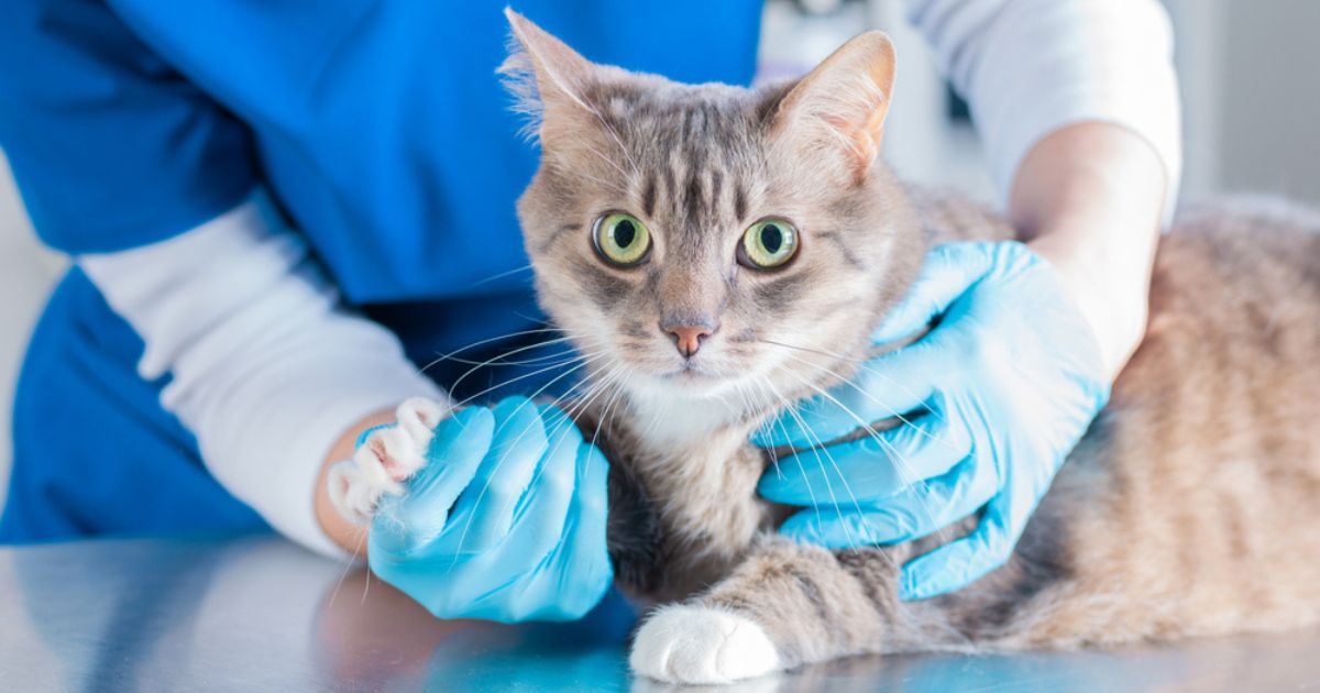 Consultar um veterinário especialista em gatos é uma decisão importante para evitar o estresse nos felinos
