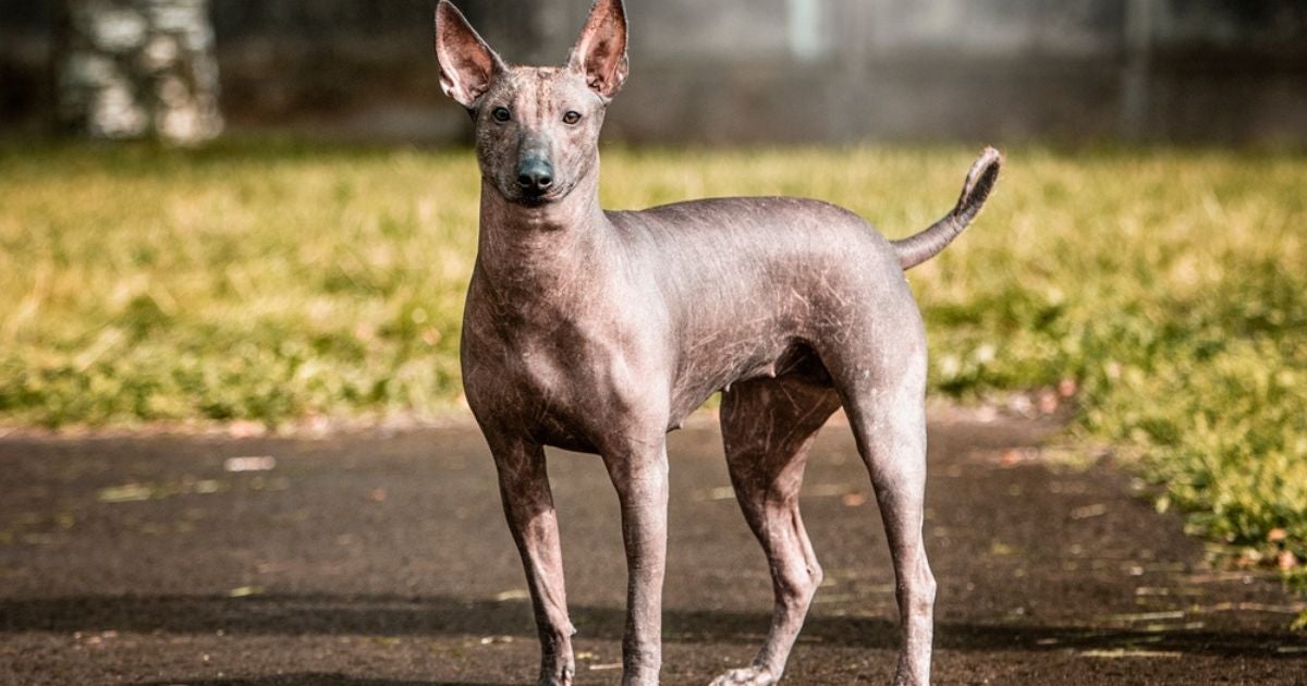 O Xoloitzcuintle é um cachorro sem pelo originário do México que tem uma história antiga