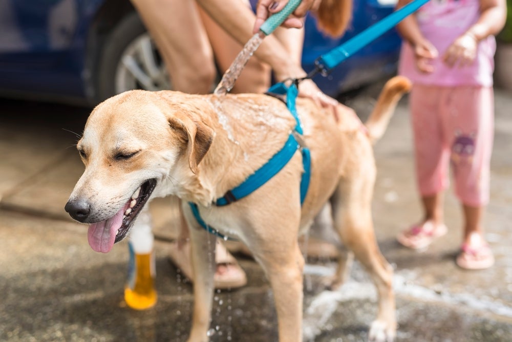 O banho e tosa precisa seguir uma frequência para não prejudicar a saúde dos pelos do cachorro