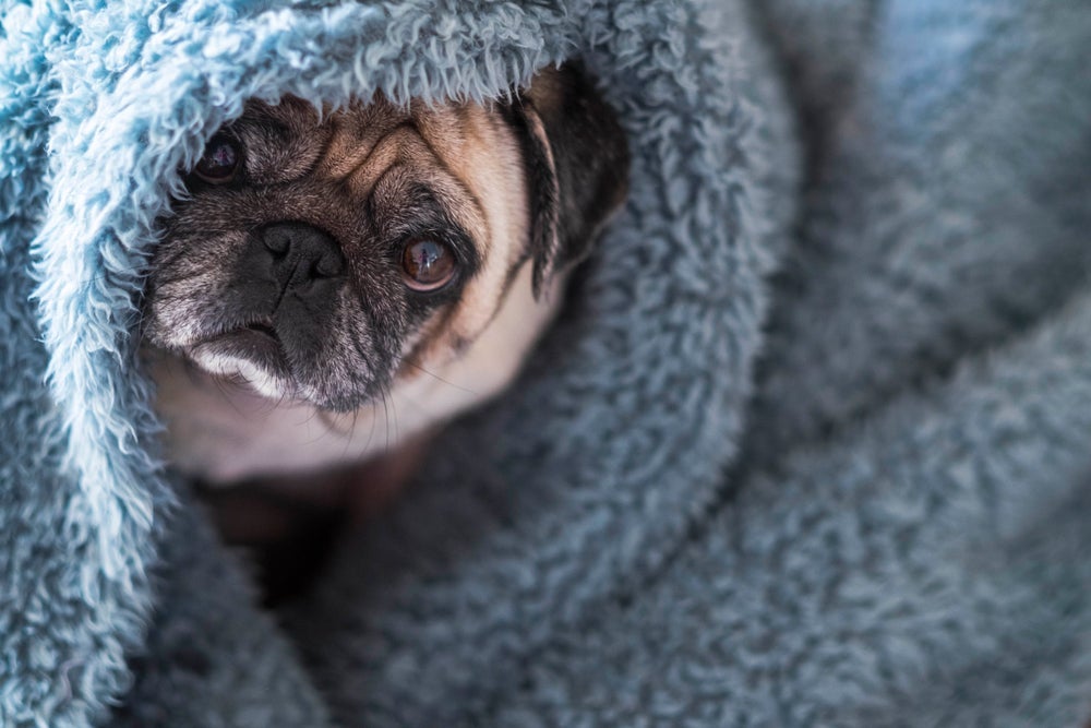 Com a chegada do fim do ano e fogos de artifício, veja os 6 barulhos que mais despertam medo no cachorro (com infográfico)