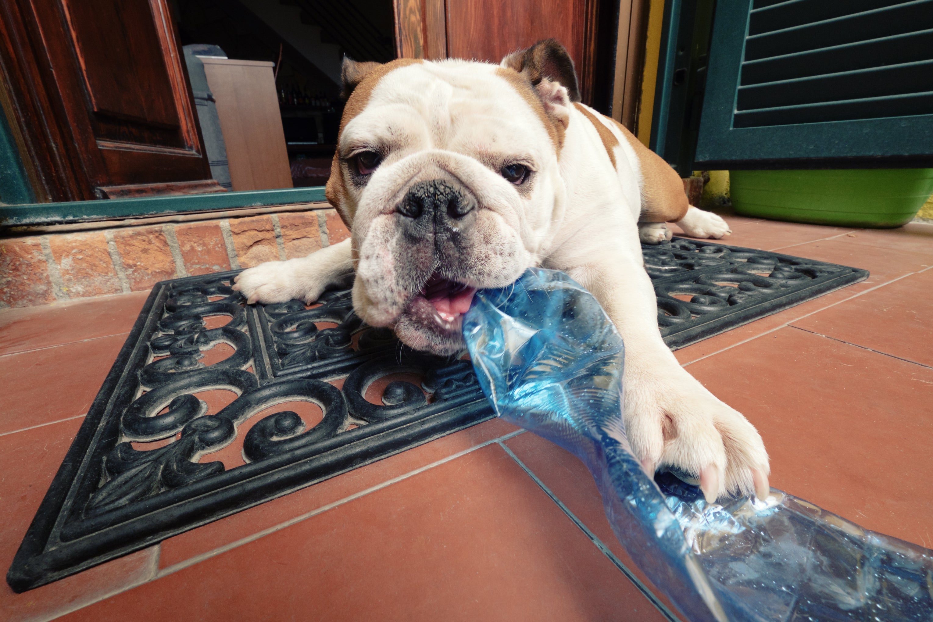 Brinquedos caseiros para cachorro: coloque petiscos dentro da garrafa pet para tornar a brincadeira mais divertida