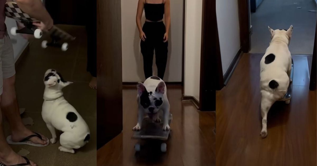 Cachorro skatista viraliza ao aprender a andar de skate de primeira (Créditos: Instagram/@anandagoersch)