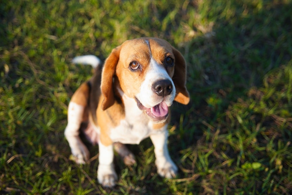 Tudo sobre o Beagle: veja infográfico para conhecer a raça de cachorro
