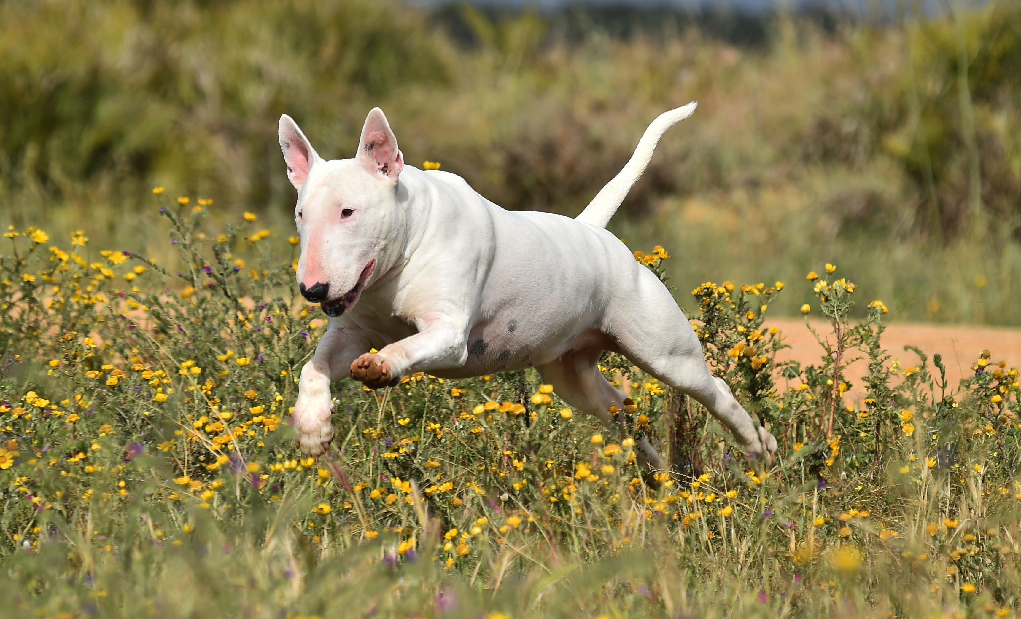 Cachorro sente calor, mas estas raças sofrem menos. Confira quais são elas!