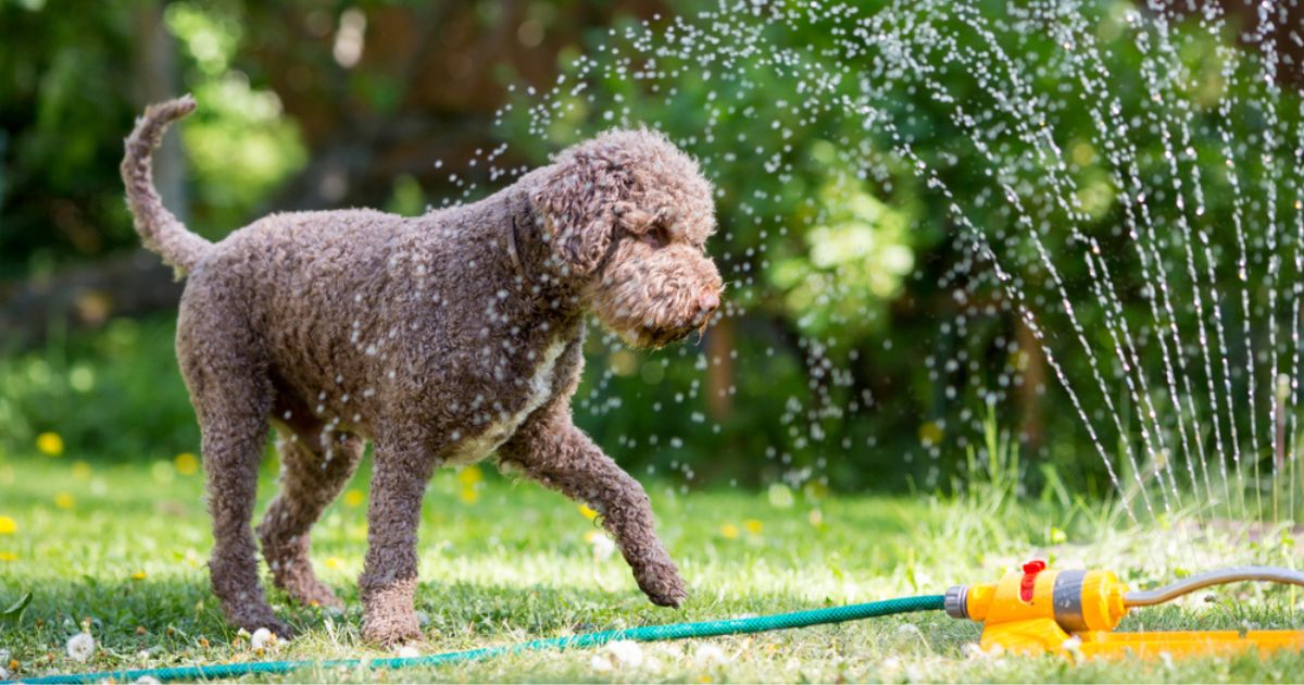 Cachorro com calor: veja em infográfico 7 truques infalíveis para refrescar seu pet