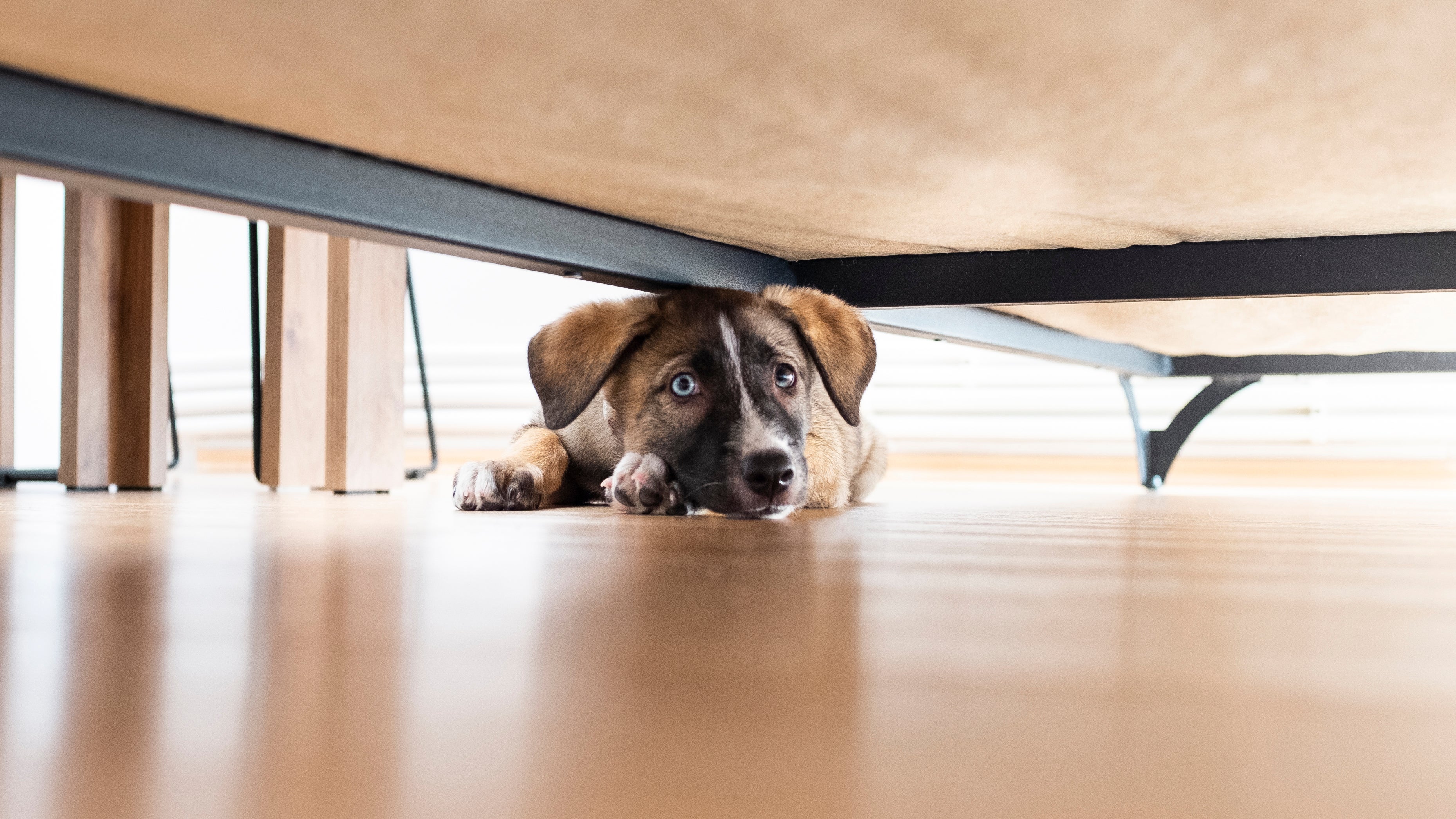 O cachorro com medo de fogos pode se esconder, se tremer, chorar e até tentar fugir