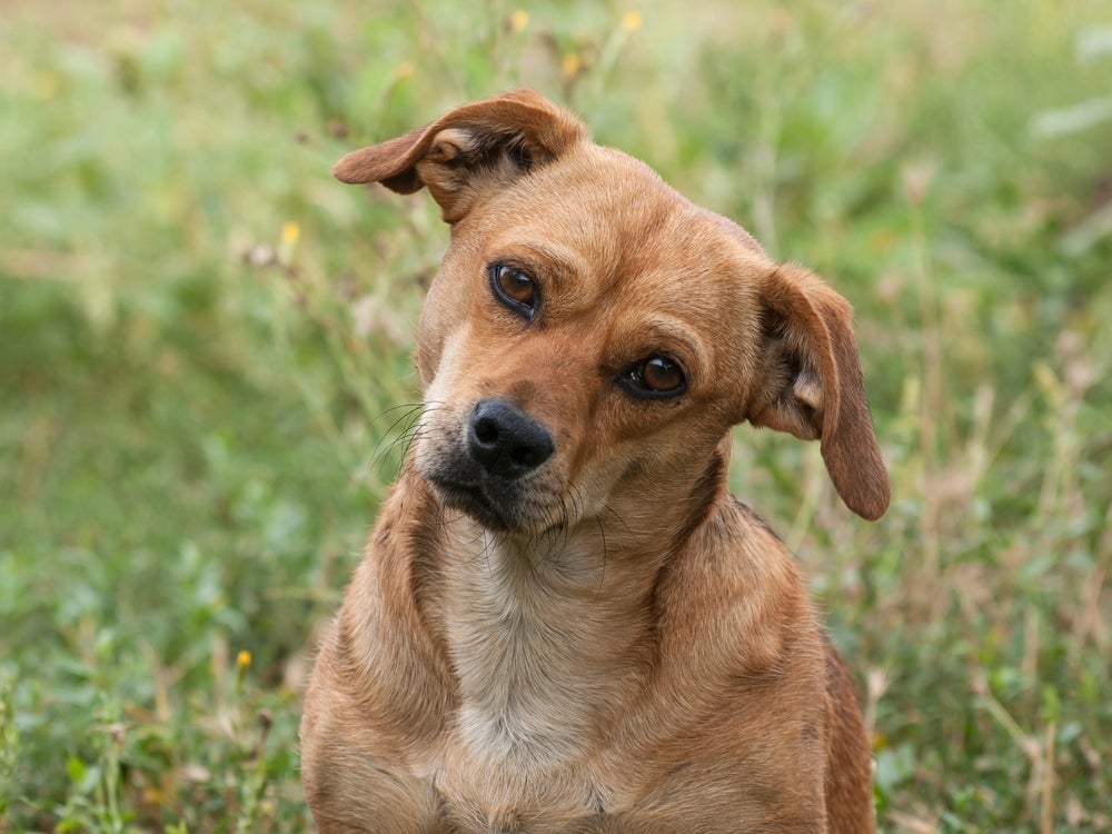 Cachorros entendem o que os humanos falam pela linguagem corporal, tom de voz e familiaridade com o idioma 