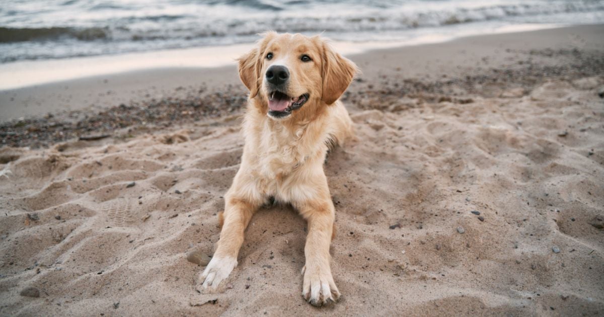 Cachorro na praia: infográfico lista 10 dicas para um passeio seguro e divertido