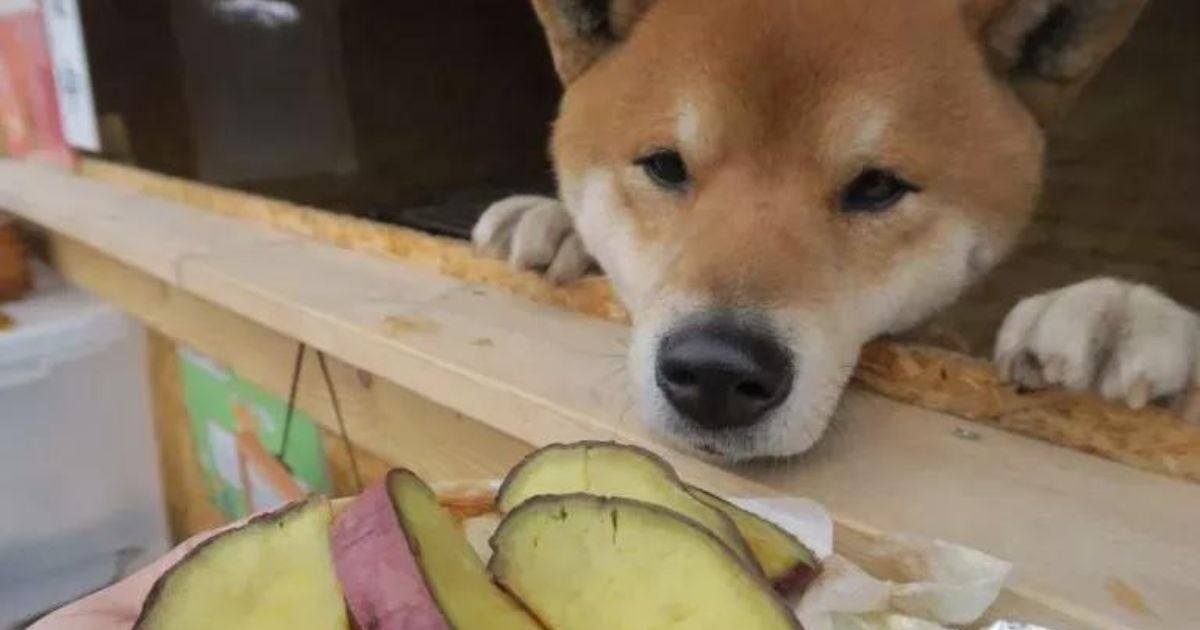 Cachorro pode comer batata-doce, sim. Veja o que você precisa considerar ao oferecer o alimento pro seu peludo!