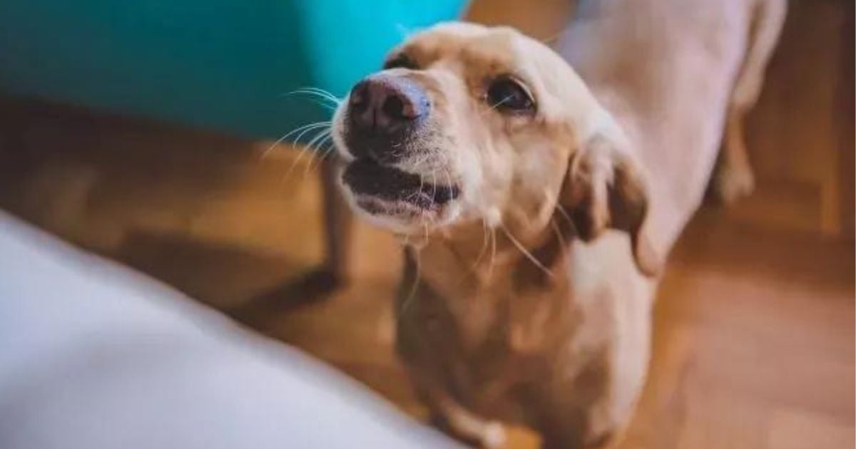  Cachorro rosnando para o dono: aprenda a lidar com esse comportamento 