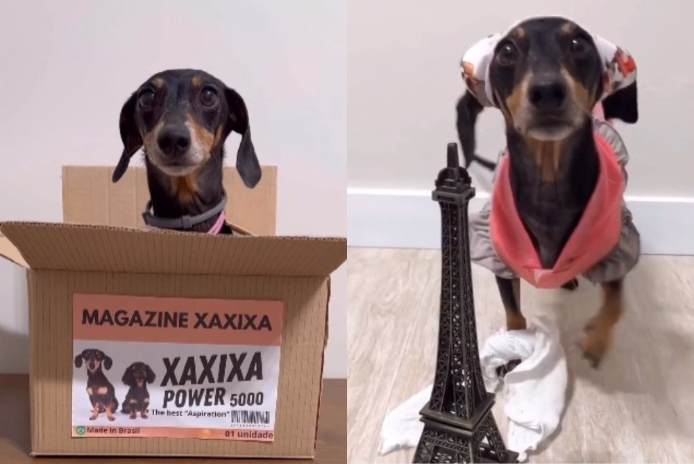 Cachorro salsicha caracterizado de assistente de limpeza diverte internautas 