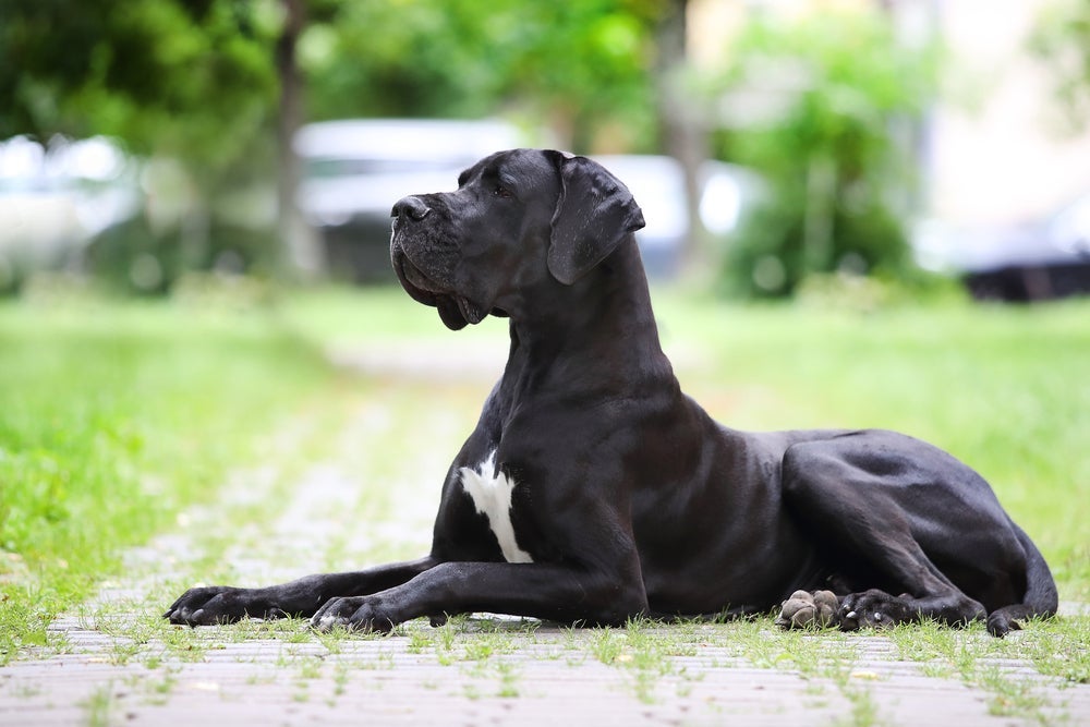 Cachorro zen: algumas raças são naturalmente mais calmas do que outras