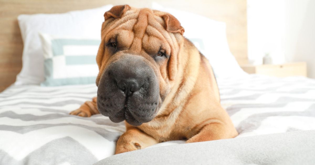 Cachorros independentes não costumam sofrer com ansiedade de separação