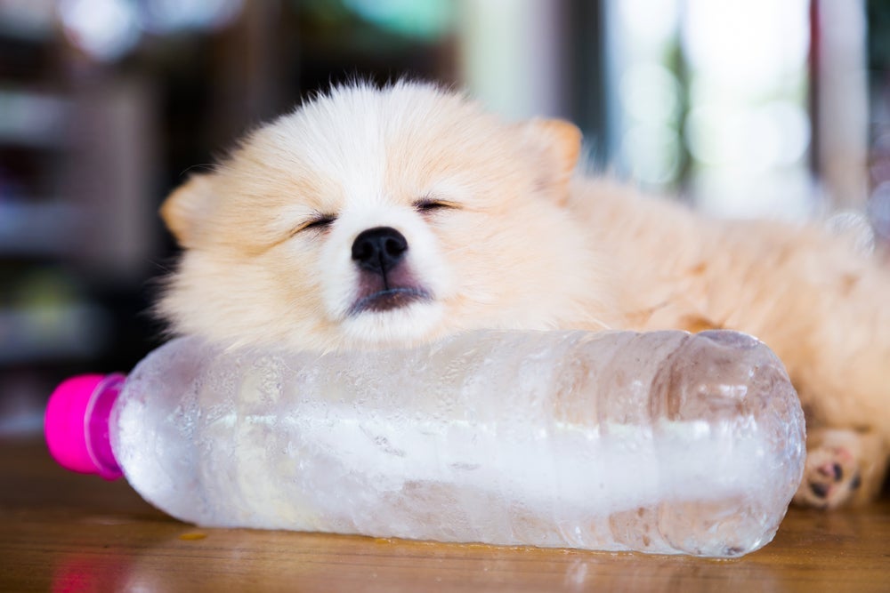 Cachorro sente calor e precisa de cuidados especiais, mas algumas raças podem sofrer mais que as outras