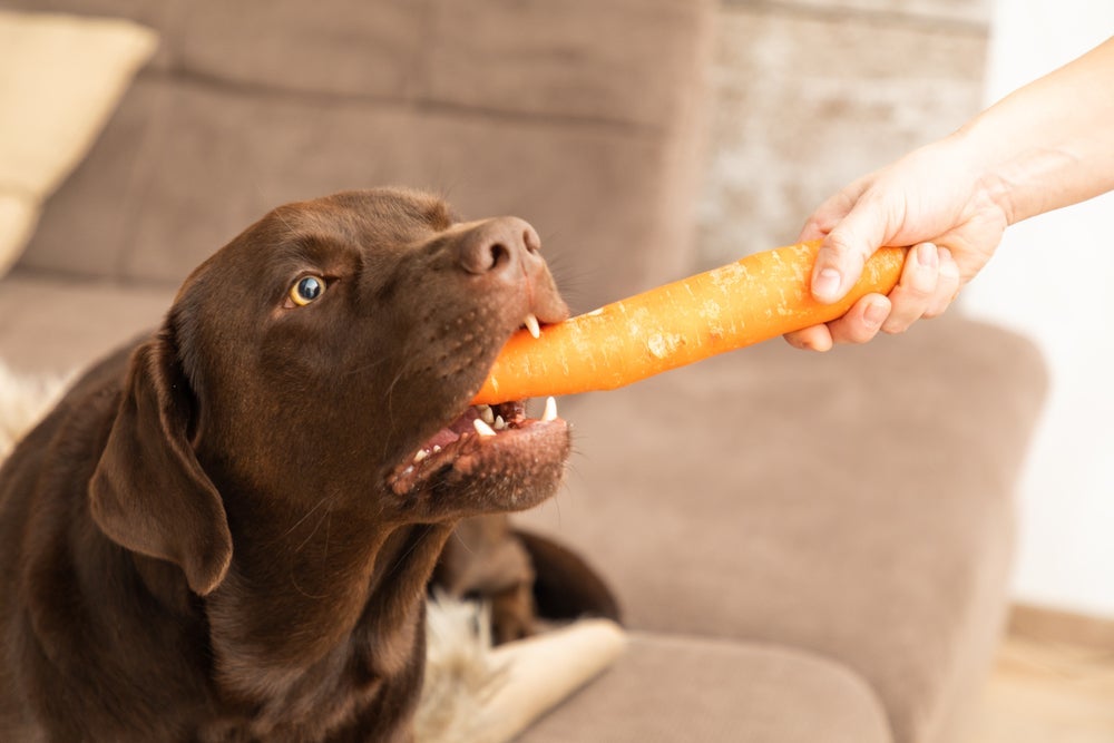 Cenoura para cachorro é um legume rico em nutrientes importantes para a saúde animal