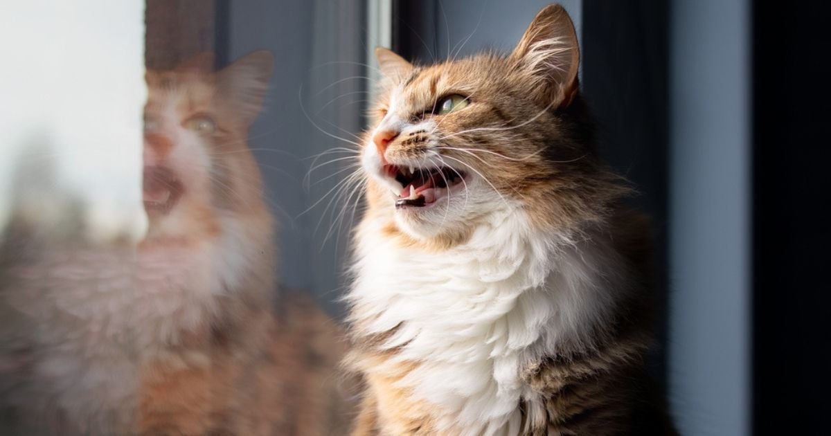 O chilrear é um som único que os felinos fazem, muito fácil de ser identificado