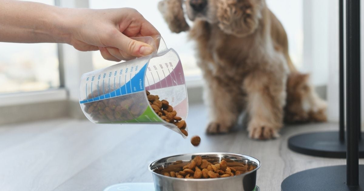 O comedouro automático para cães e gatos é ideal para quem não tem tempo de servir o cãozinho o tempo todo