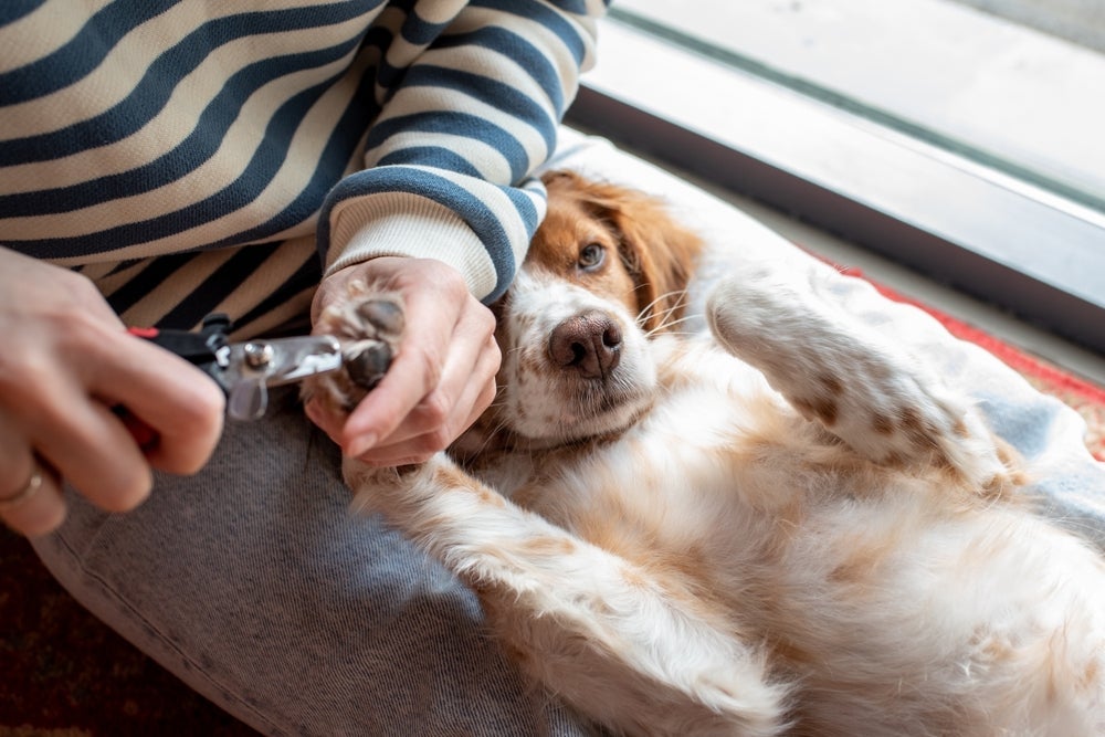 Confira dicas de tutores de como cortar unha de cachorro em casa