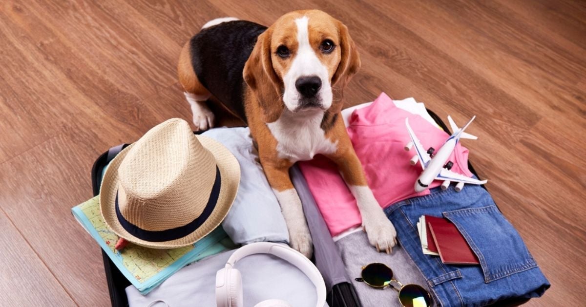 Vai viajar com cachorro nas férias? Veja o guia que preparamos para uma viagem segura e adaptada ao seu pet (com infográfico)