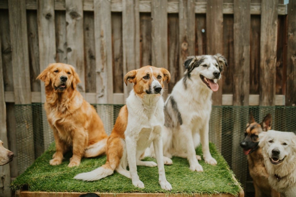 Uma creche legal de cachorro deve ter profissionais capacitados, ser segura e espaçosa