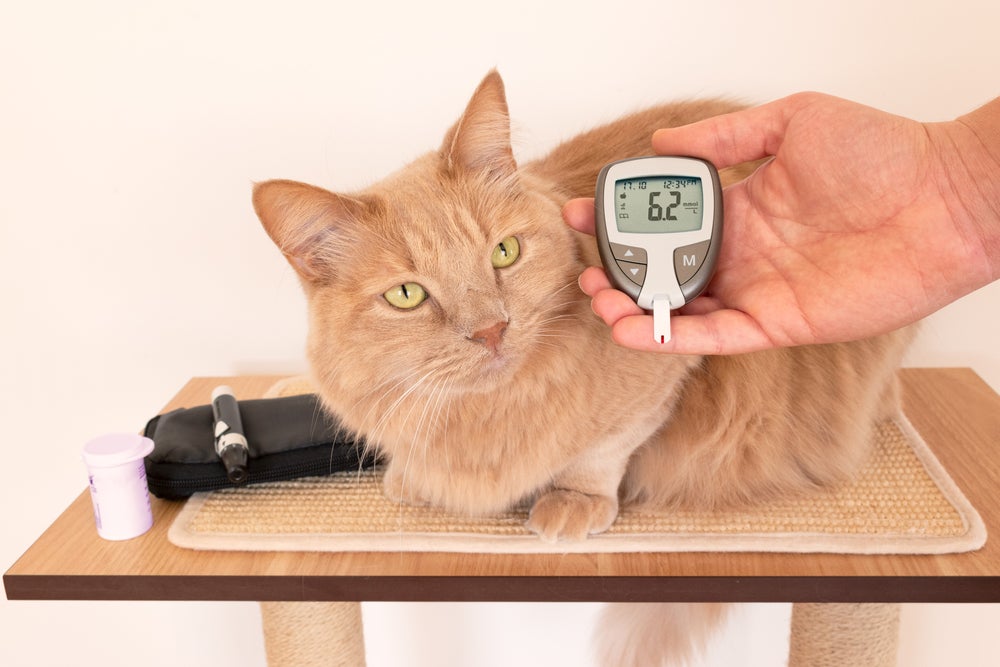 O teste de glicemia, exame de sangue e urina são fundamentais no diagnóstico de gato com diabetes