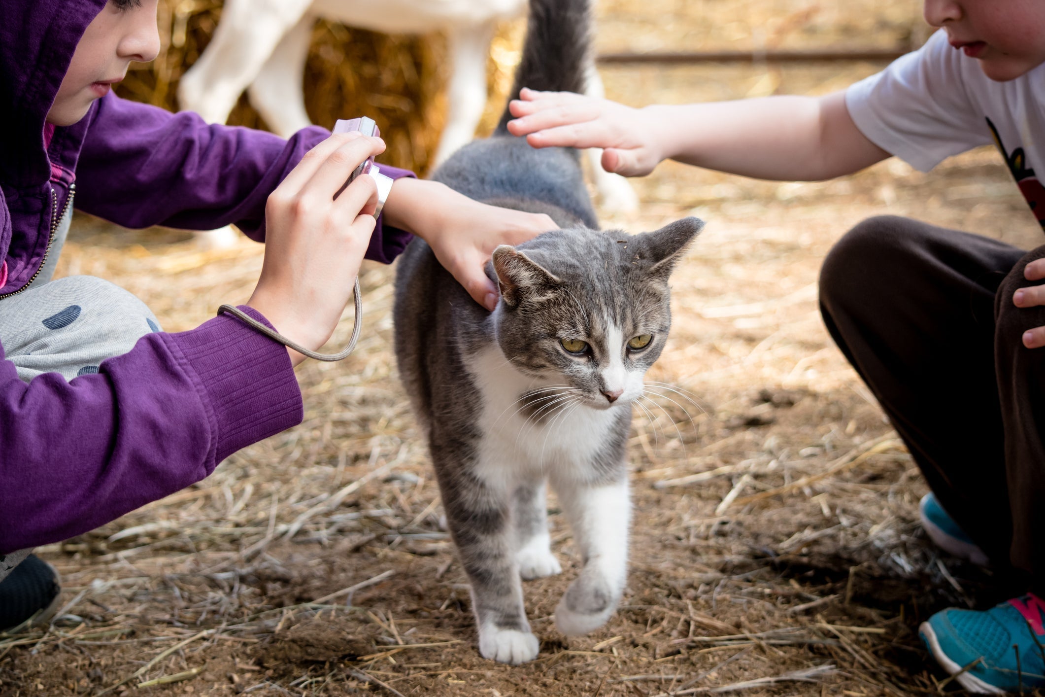 A esporotricose em gatos é uma zoonose que pode atingir humanos