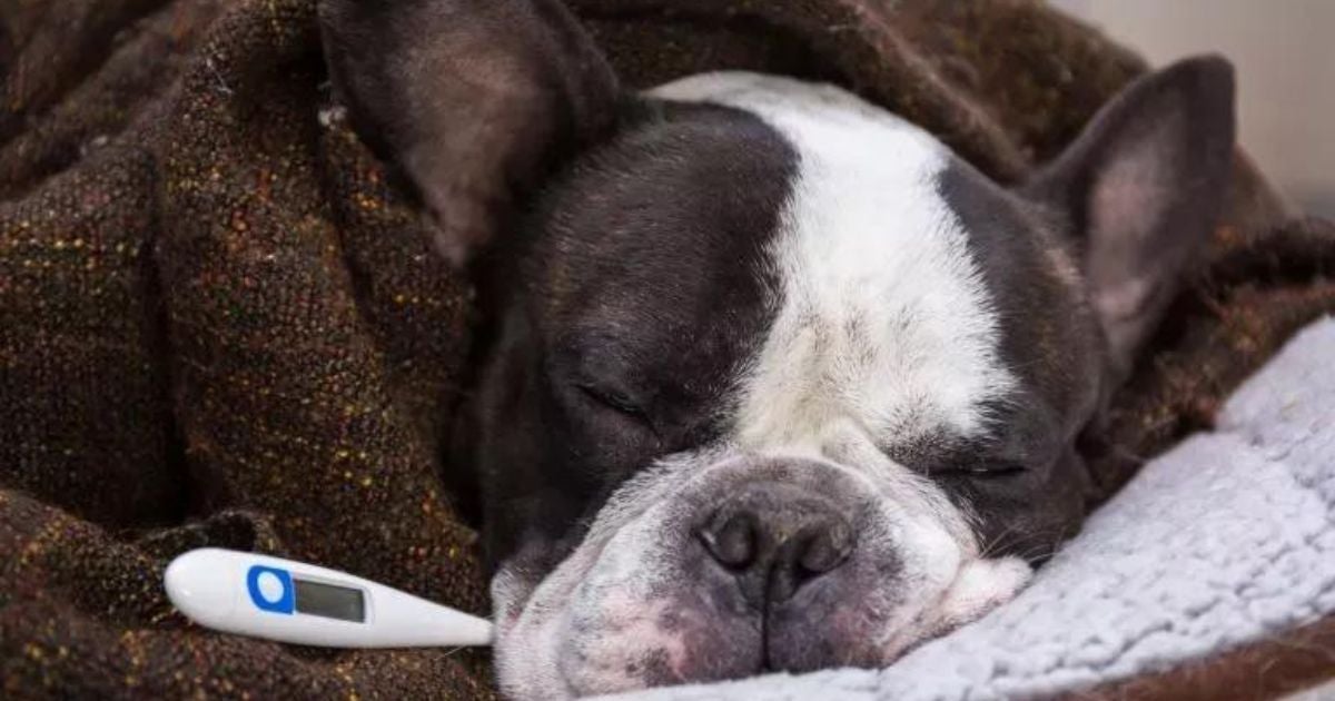 Veja algumas formas de como saber se o cachorro está com febre!
