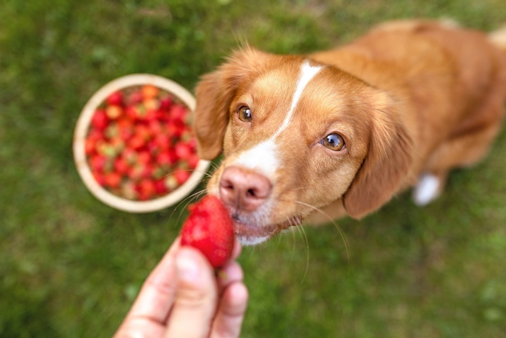 Cachorro pode comer frutas e elas ajudam a refrescar no verão 