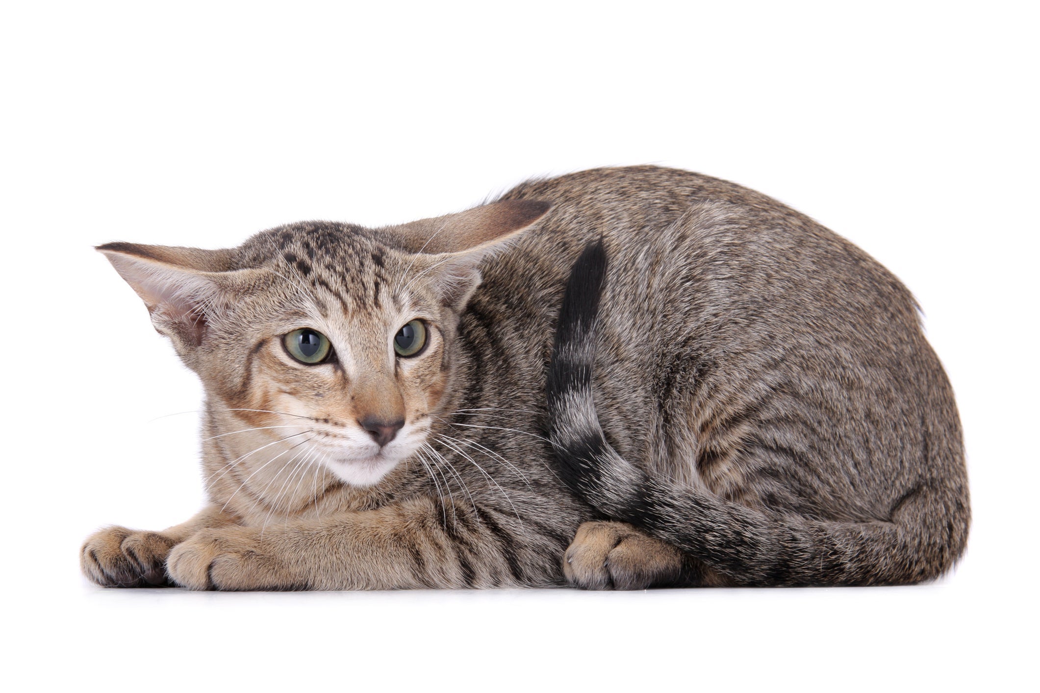 Veterinária mostrou os principais sinais que um gato com medo apresenta. Vem conferir! Créditos Instagram: @larissaruncos 