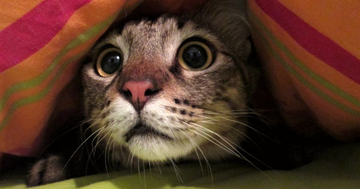 Guia para proteger seu gato do barulho dos fogos de artifício: veja o infográfico e saiba o que fazer!