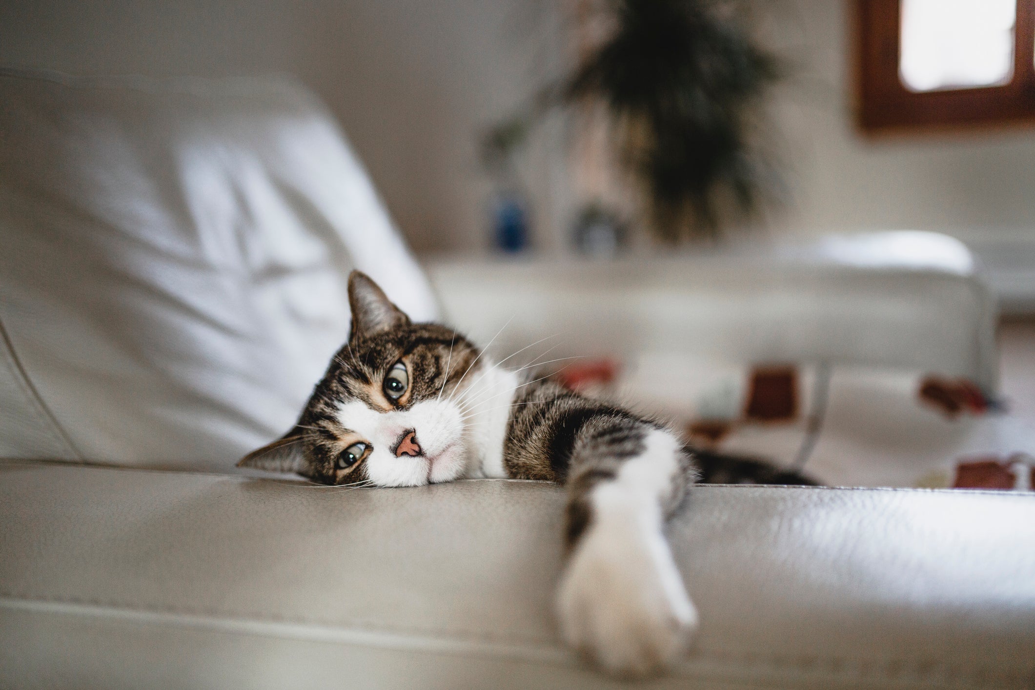 O gato com problema renal apresenta sintomas como perda de apetite, apatia, cansaço e vômitos