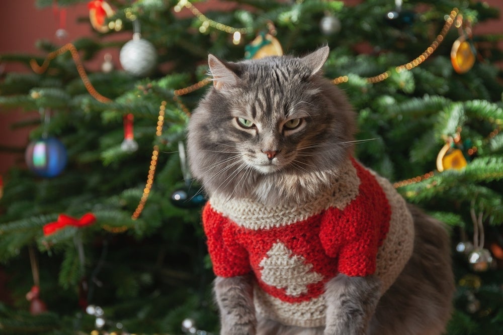 Os gatos e árvores de natal rendem memes dignos de boas risadas na internet 