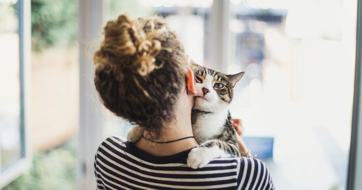A toxoplasmose não afeta todos os gatos e não deve ser motivo para abandono e preconceito com os animais