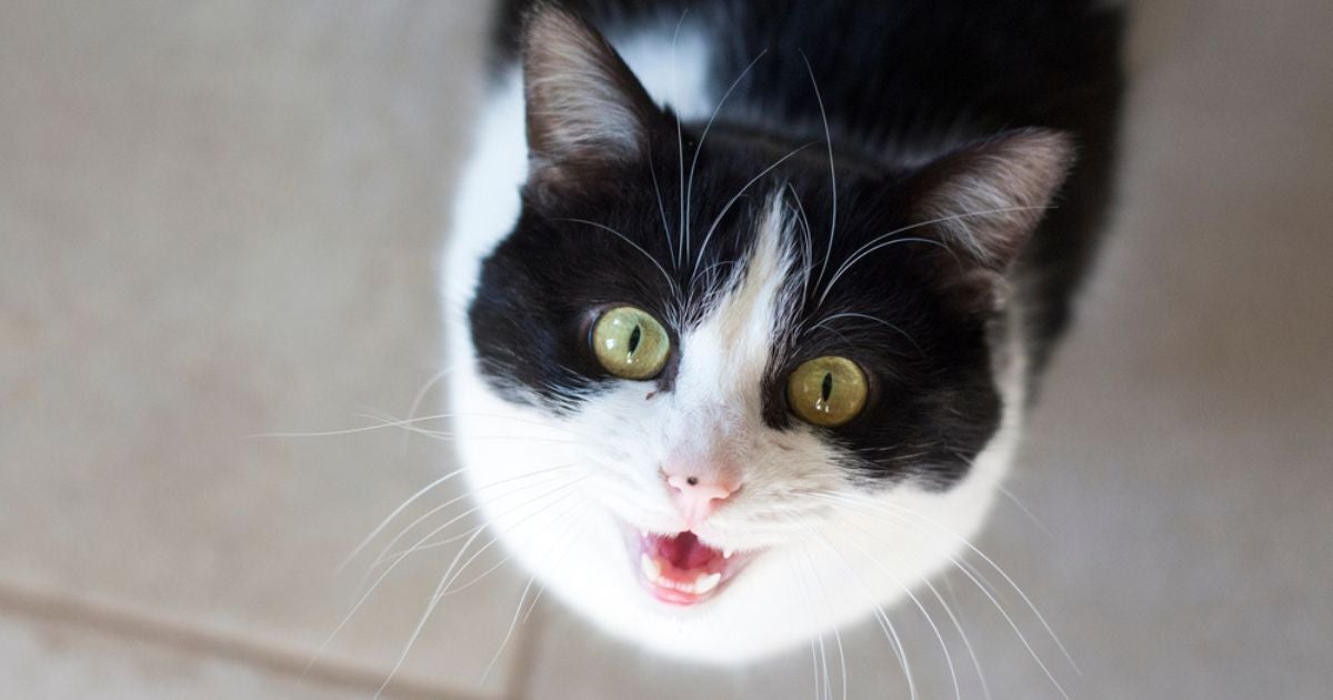 Ouvir um gato miando estranho pode instigar curiosidade e causar um pouco de medo, mas o que o som significa?