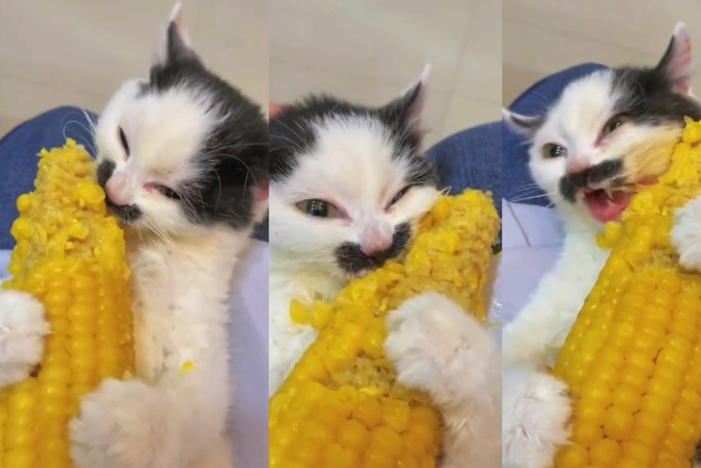 Confira o vídeo do gato filhote e saiba se gato pode comer milho ou não