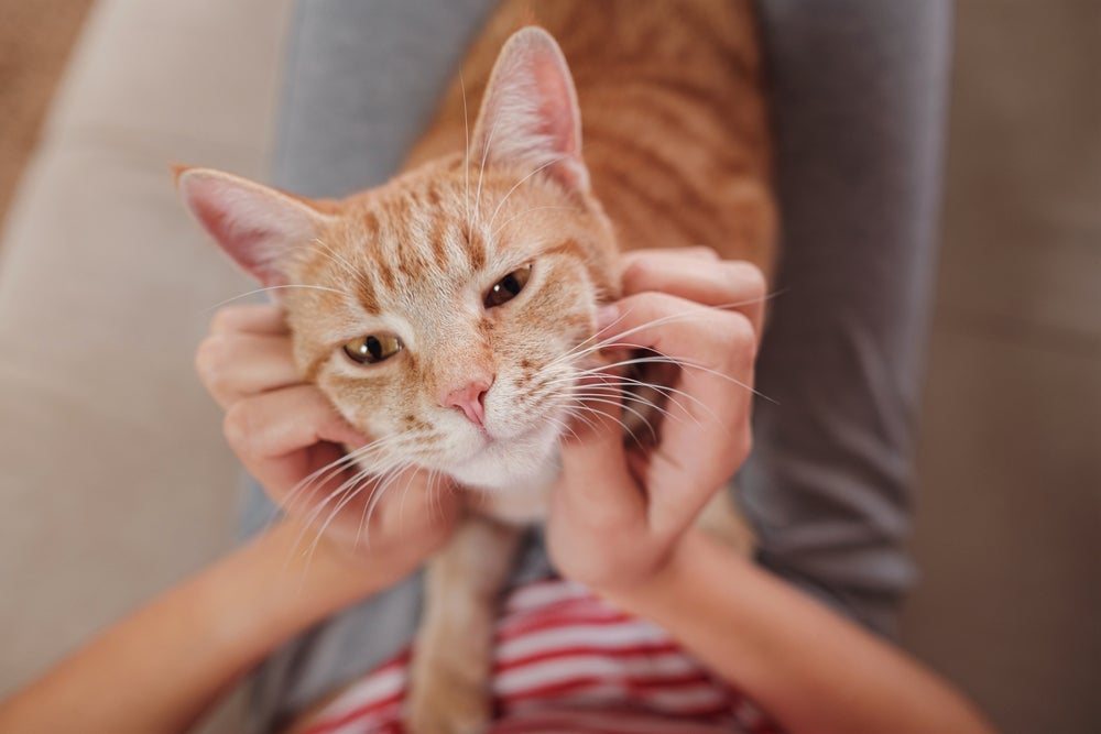 Gato recebendo carinho