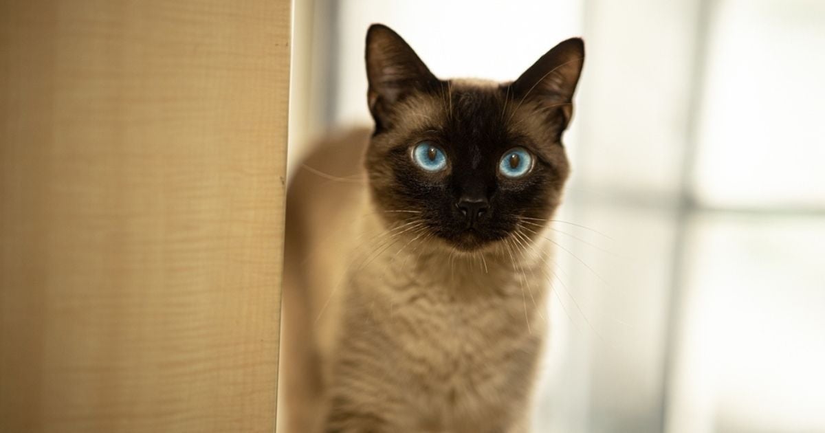 Gato Siamês: conheça todas as características desse adorável bichano (com infográfico)