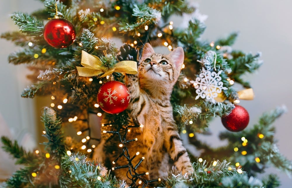 Infográfico: aprenda a montar uma árvore de Natal à prova de gatos com estas 10 dicas infalíveis!