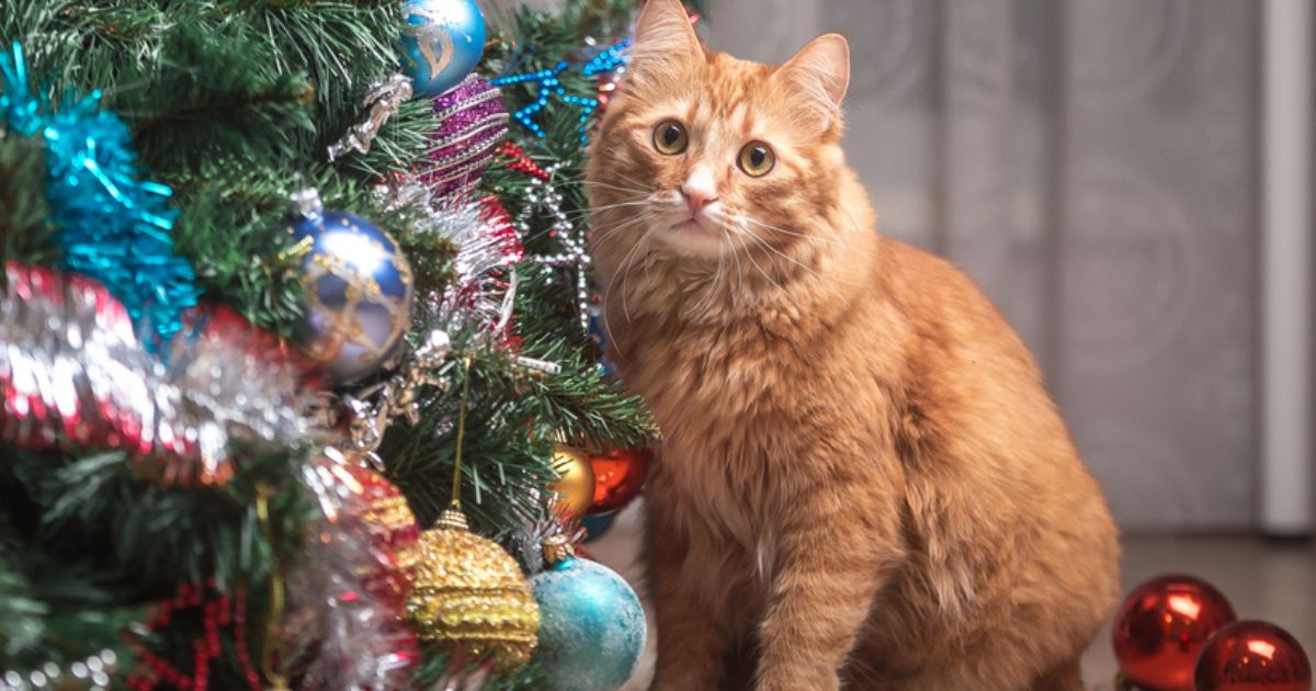 A relação entre os gatos e árvores de Natal pode render boas histórias