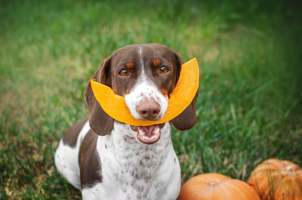 Os legumes para cachorro podem ser oferecidos como petisco e fazem super bem