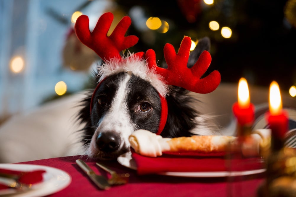  Descubra o que cachorro pode comer no Natal sem passar mal