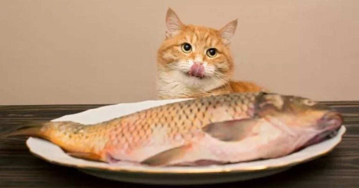 Gato come peixe? Saiba quais são os melhores tipos de peixe para gato e os seus benefícios